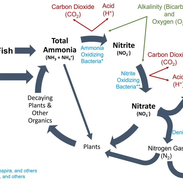 thumbnail for publication: Ammonia in Aquatic Systems